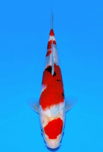錦鯉 かのう 阪井養魚場